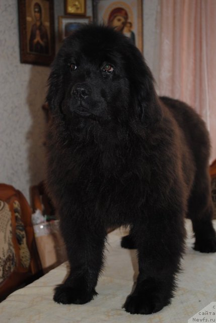 Фото: ньюфаундленд Душа-Девица (Dusha-Devitsa)