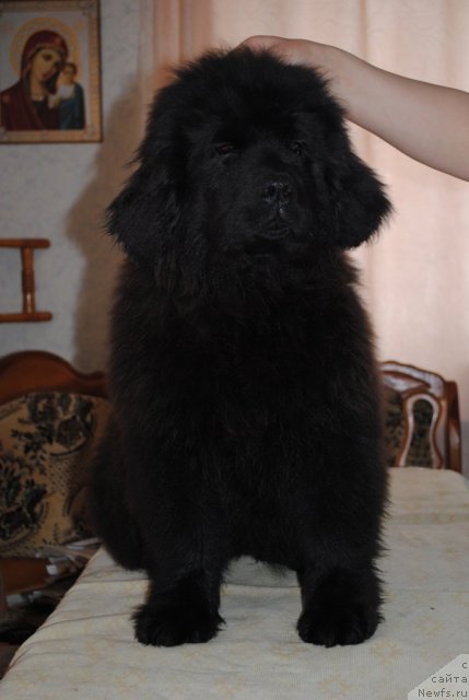 Фото: ньюфаундленд Душа-Девица (Dusha-Devitsa)