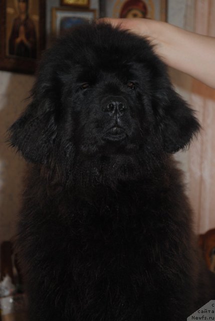 Фото: ньюфаундленд Душа-Девица (Dusha-Devitsa)
