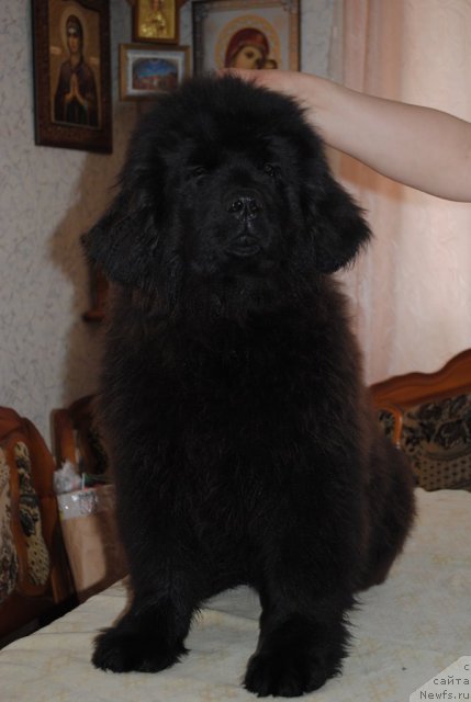 Фото: ньюфаундленд Душа-Девица (Dusha-Devitsa)