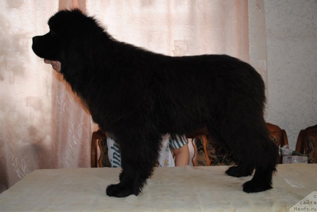 Фото: ньюфаундленд Деми Мур