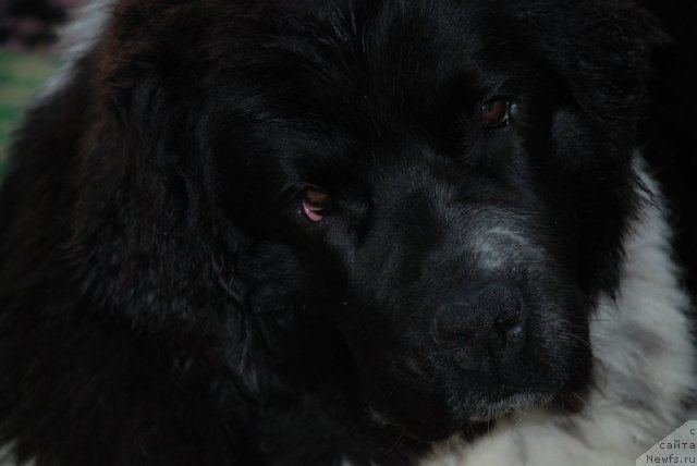 Фотография № 88697