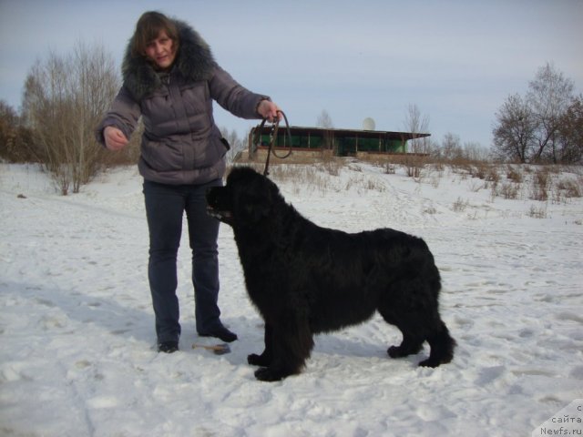 Фото: ньюфаундленд Ривьера от Сибирского Медведя