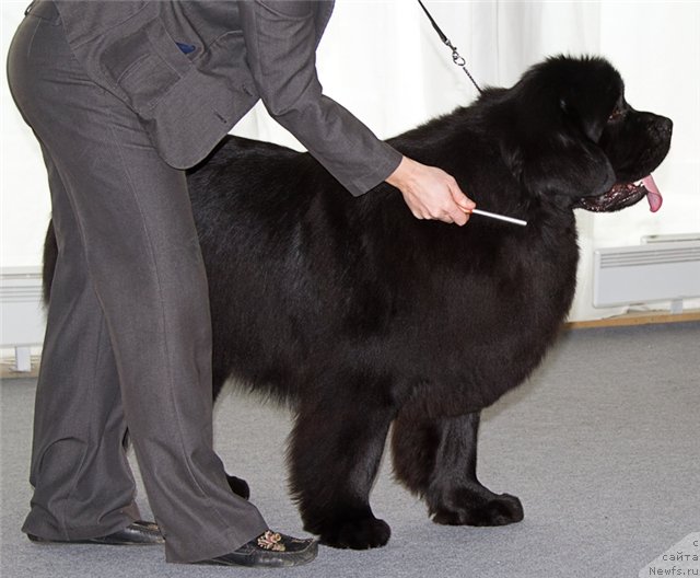 Фото: ньюфаундленд Обольститель из Медвежьего Яра