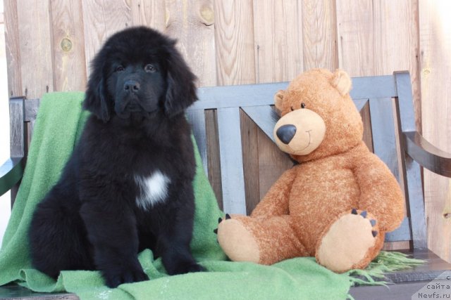 Фото: ньюфаундленд Акватория Келвин Таёжный Роман