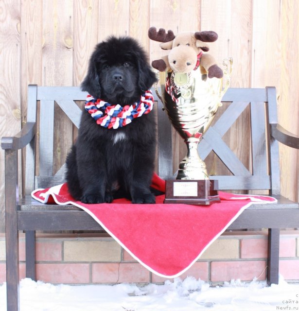 Фото: ньюфаундленд Акватория Келвин Тигуан