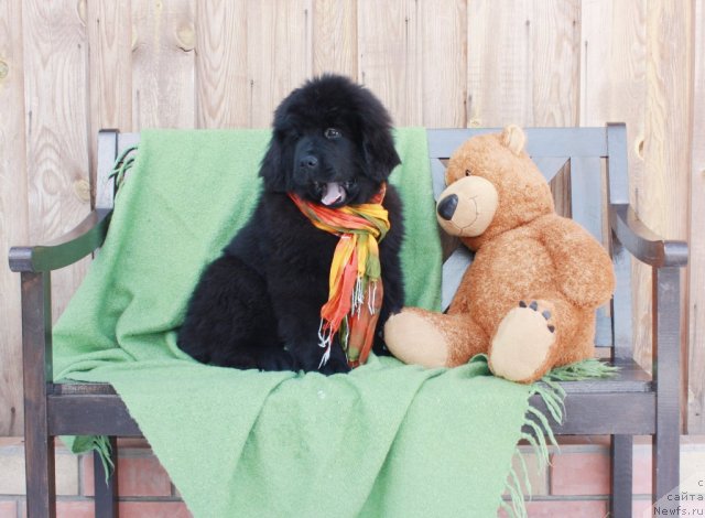 Фото: ньюфаундленд Акватория Келвин Турандот