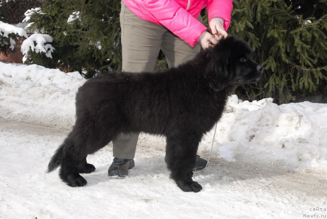 Фото: ньюфаундленд Сент Джонс Эклипс оф зе Мун