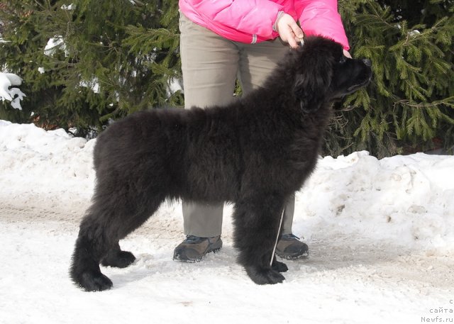 Фото: ньюфаундленд Сент Джонс Эклипс оф зе Мун
