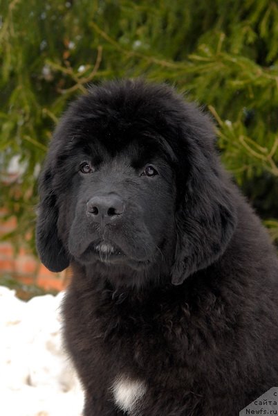 Фото: ньюфаундленд Сент Джонс Эклипс оф зе Мун