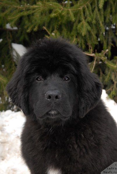 Фото: ньюфаундленд Сент Джонс Эклипс оф зе Мун