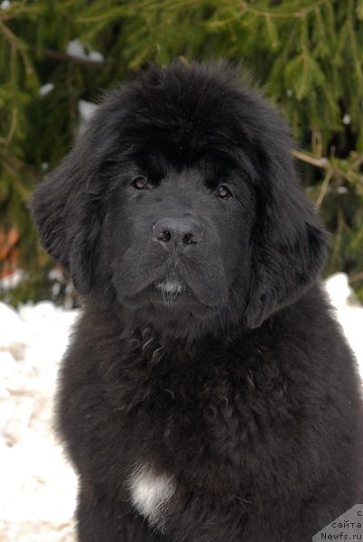 Фотография № 88765