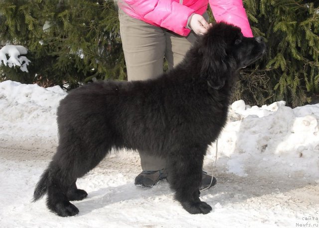 Фотография № 88766