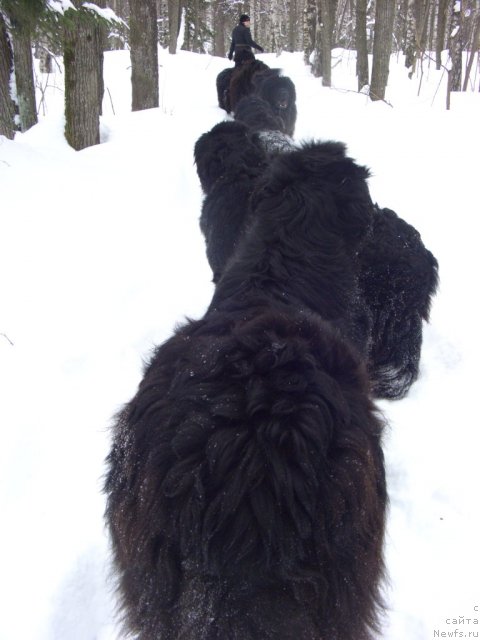 Фото: ньюфаундленд Акин Соул София, ньюфаундленд Анджел Викториус, ньюфаундленд Глэд Ту Си Джипси, ньюфаундленд Лесная Сказка Лунная Соната, ньюфаундленд Барышня, ньюфаундленд Большая Медведица