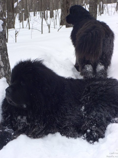 Фото: ньюфаундленд Анджел Викториус, ньюфаундленд Барышня