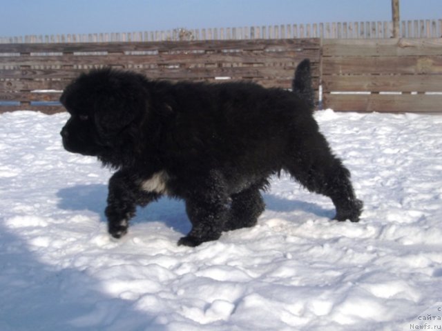 Фото: ньюфаундленд Блэк Диамонд Агидель от Потапа Увертюра