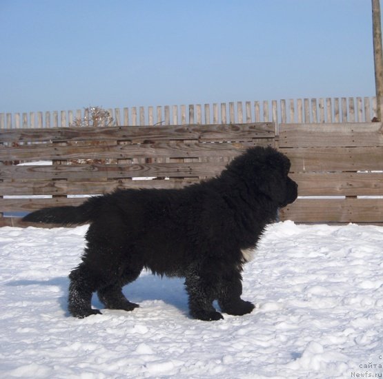 Фото: ньюфаундленд Блэк Диамонд Агидель от Потапа Увертюра