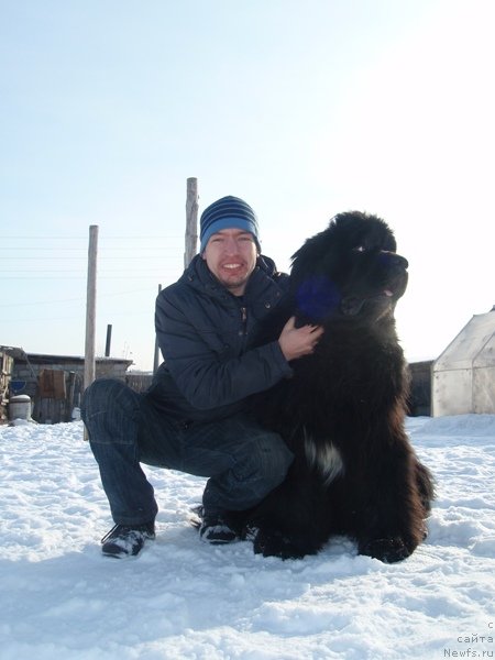 Фото: ньюфаундленд King of Helluland I'm Precious