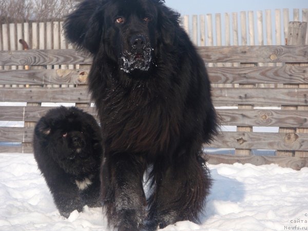 Фото: ньюфаундленд Блэк Диамонд Агидель от Потапа Увертюра, ньюфаундленд Колдовская Любовь