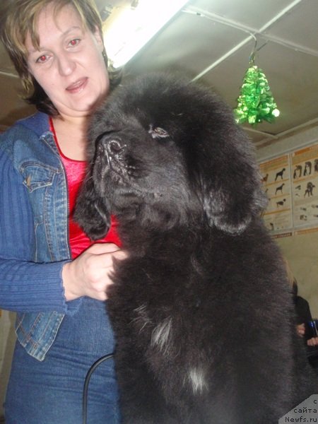 Фото: ньюфаундленд Ньюфорт Пацифик