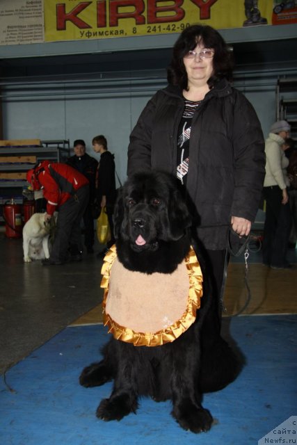 Фото: ньюфаундленд Блэк Диамонд Агидель от Потапа Стэсси