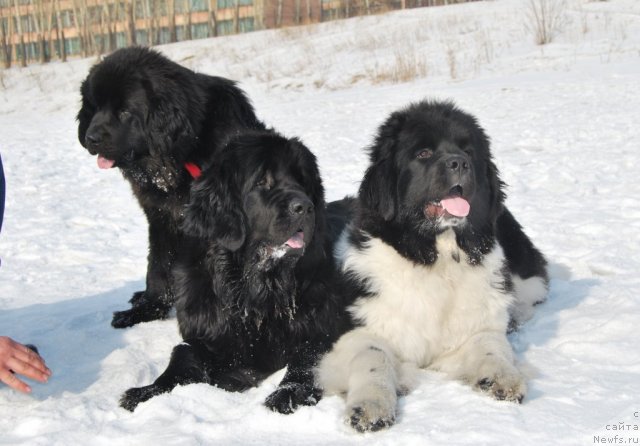 Фотография № 88811