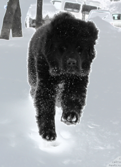 Фото: ньюфаундленд Сент Джонс Ю Май Лав