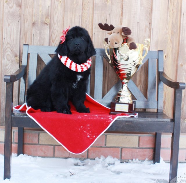 Фото: ньюфаундленд Акватория Келвин Томная Зара