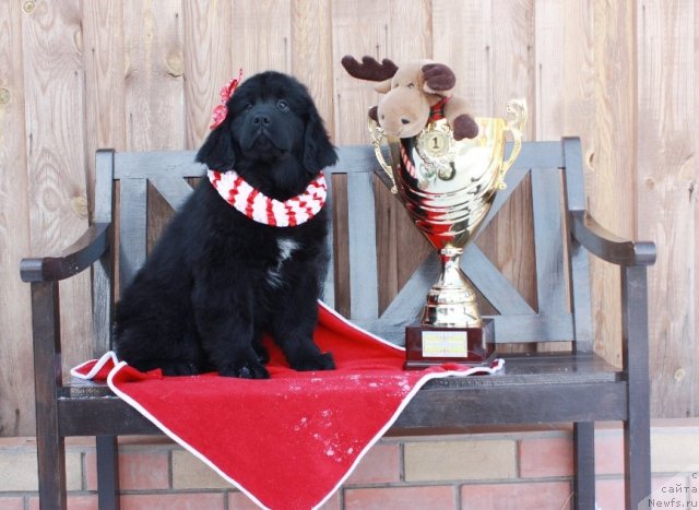 Фото: ньюфаундленд Акватория Келвин Томная Зара