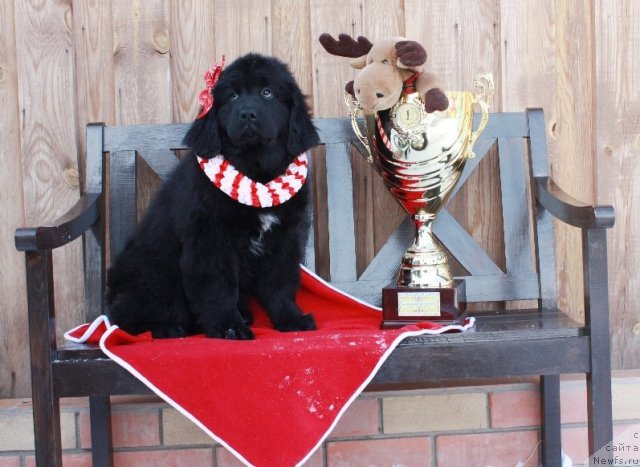 Фото: ньюфаундленд Акватория Келвин Томная Зара