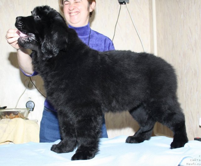 Фотография № 88832