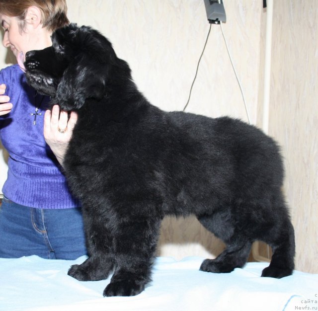 Фото: ньюфаундленд Фанньюф Терра Инкогнита