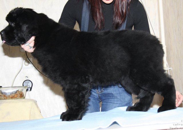 Фото: ньюфаундленд Фанньюф Терра Инкогнита