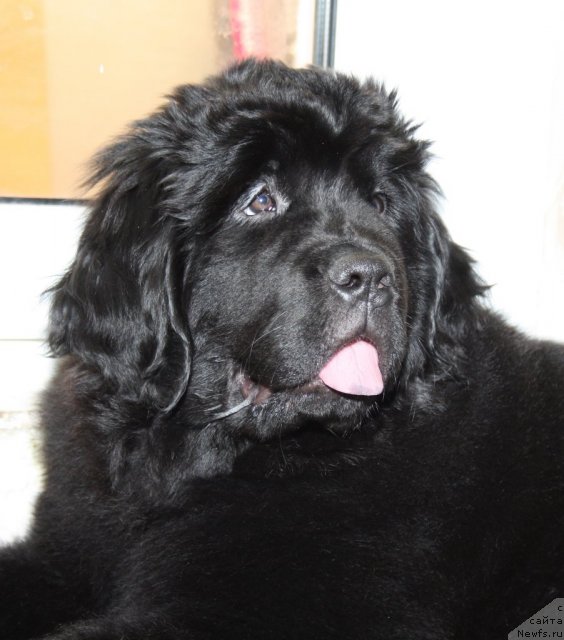 Фотография № 88835