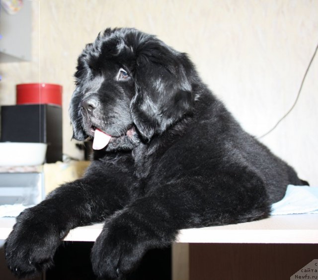 Фото: ньюфаундленд Фанньюф Терра Инкогнита