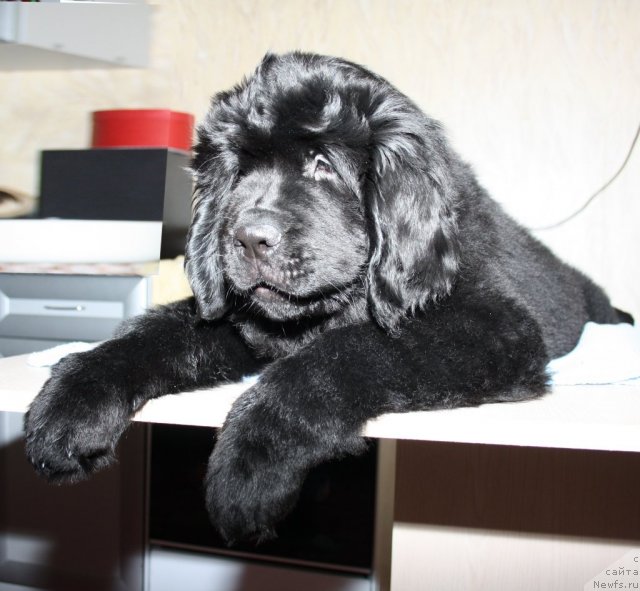 Фото: ньюфаундленд Фанньюф Терра Инкогнита