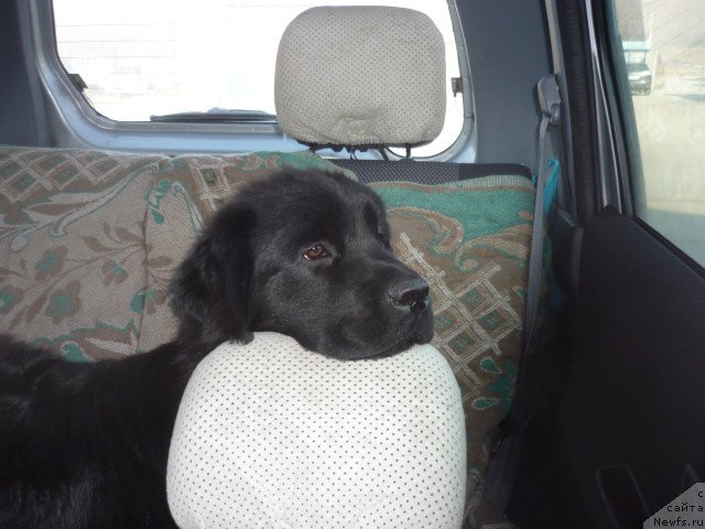 Фото: ньюфаундленд Сент Джонс Шарлотта