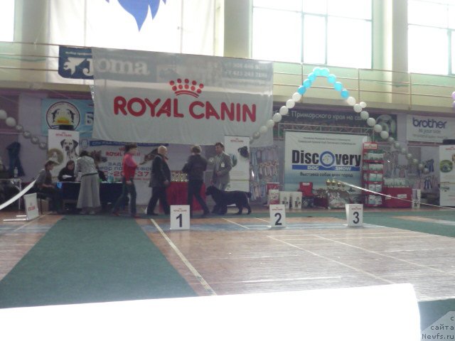 Фото: ньюфаундленд Сент Джонс Шарлотта