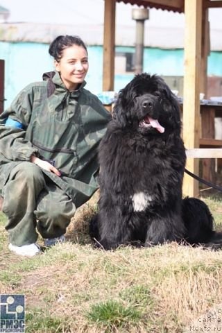 Фото: ньюфаундленд Супер Премиум Еллоу Сабмарин