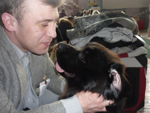 Фото: ньюфаундленд Сент Джонс Шарлотта