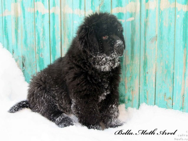 Фотография № 88854