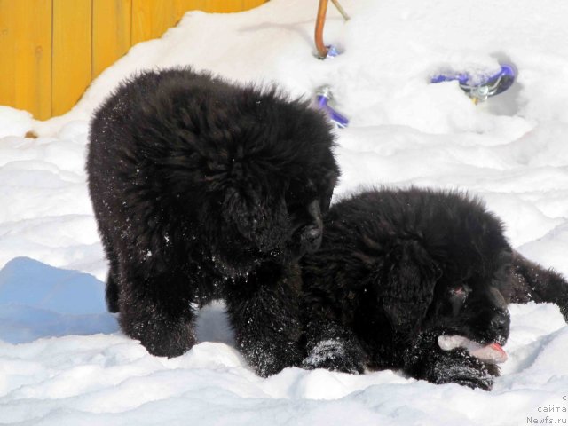 Фото: [d11189] и, ньюфаундленд Бэлла Мосс Арнольд