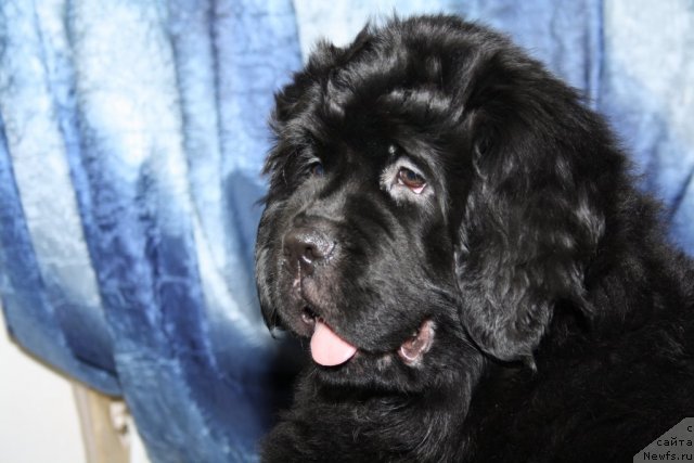 Фото: ньюфаундленд Фанньюф Тинкербель Сказочная Принцесса