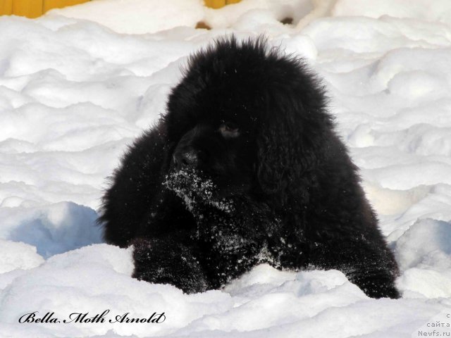 Фото: ньюфаундленд Бэлла Мосс Арнольд