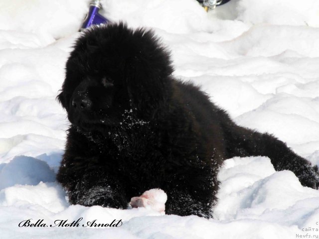 Фото: ньюфаундленд Бэлла Мосс Арнольд