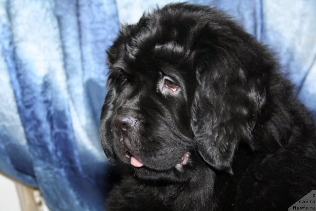 Фото: ньюфаундленд Фанньюф Тинкербель Сказочная Принцесса