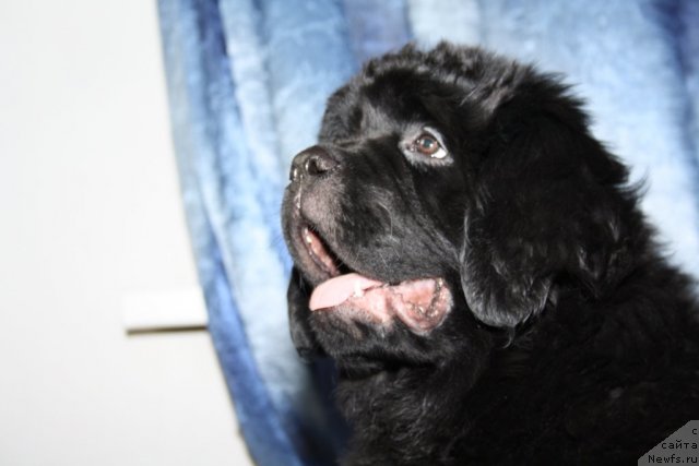 Фото: ньюфаундленд Фанньюф Тинкербель Сказочная Принцесса