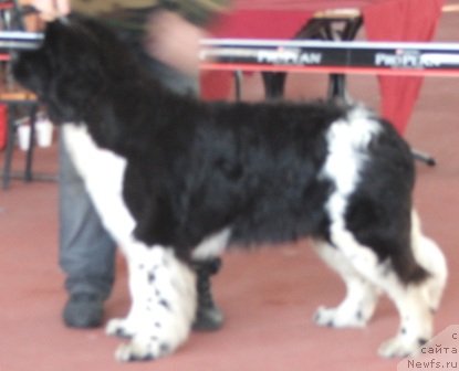 Фото: ньюфаундленд Плюшевая Панда Улыбка Леди Шарм (Plushevaya Panda Ulybka Ledi Scharm)