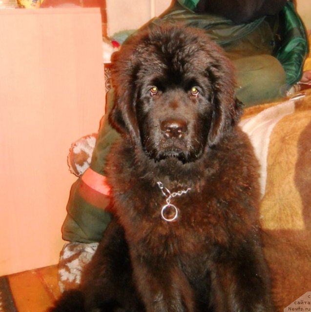Фото: ньюфаундленд Примадонна Климская