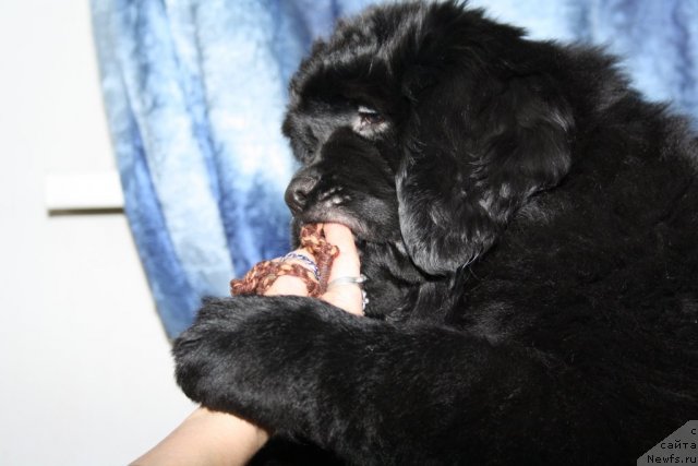 Фотография № 88874